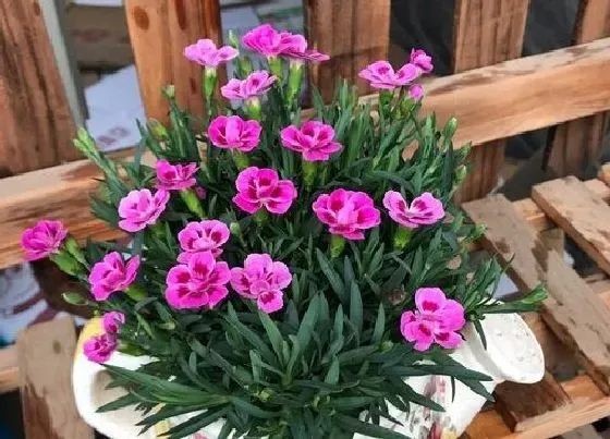 植物百科|石竹花是一年生还是多年生植物 能生长活几年