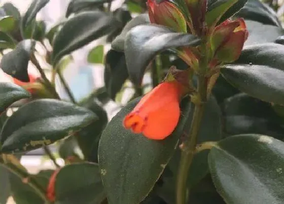 花语|什么花代表吉祥如意