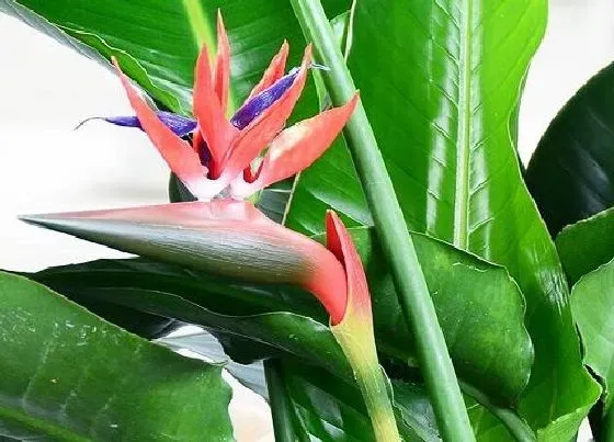 植物百科|天堂鸟开花吗 开花什么样子