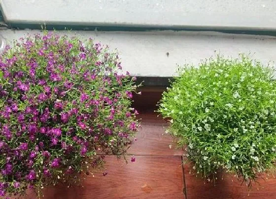 冬天植物|满天星耐多少度低温