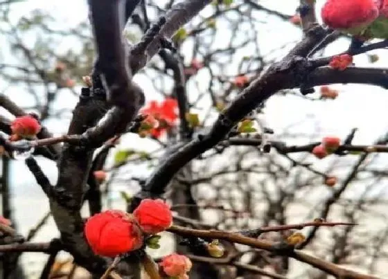 植物百科|耐寒的花卉盆栽有哪些