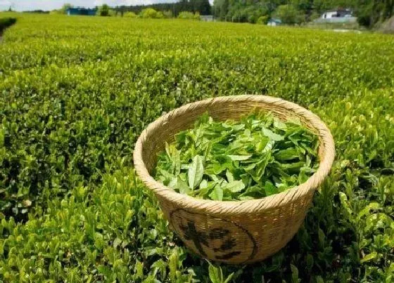 植物排行|最好的绿茶品种排名  哪个品种最好