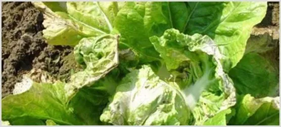 噻菌铜 20% 悬乳剂适用于哪些作物？ | 植物病害
