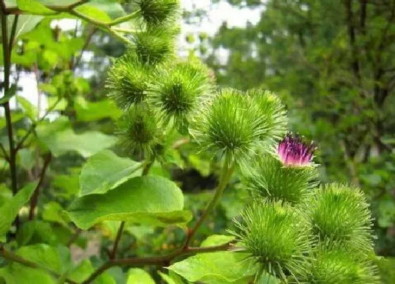 植物百科|牛蒡在农村叫什么