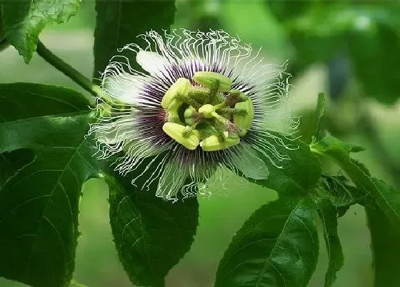 花朵诊疗|百香果怎么快速开花