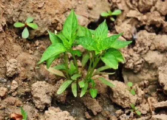 植物施肥|辣椒苗用什么肥料最好