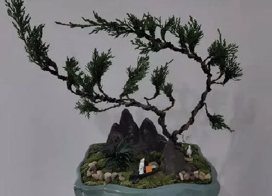 植物种类|松树和松柏树是一种树吗