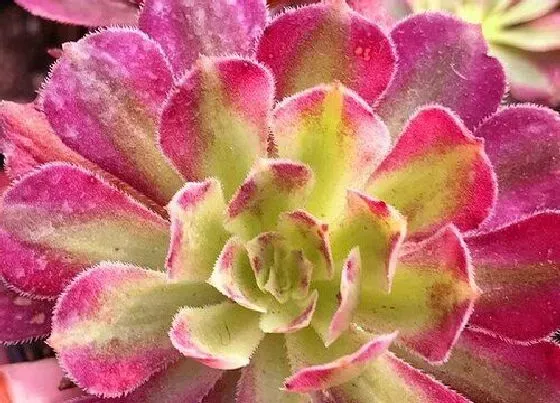 种植土壤|法师配土方法与种植土壤