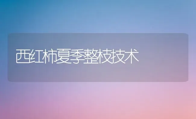 西红柿夏季整枝技术 | 蔬菜种植