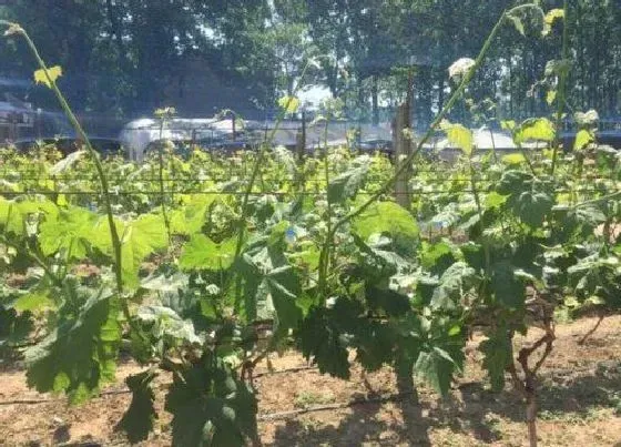 种植管理|阳光玫瑰摘心打顶时间与方法