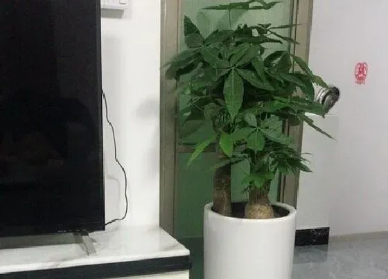 植物施肥|发财树底肥放什么肥好 底肥施用方法