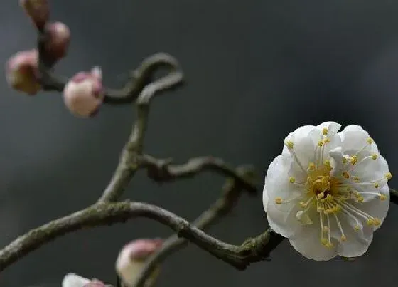 植物百科|龙游梅是梅中极品吗（龙游梅花是什么样子的图片）