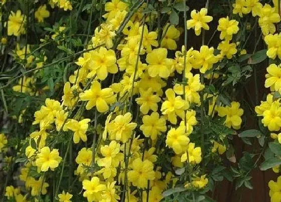 植物百科|迎春花又叫什么花