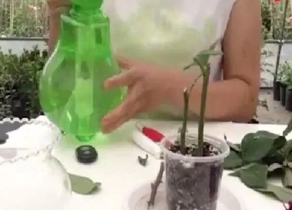 植物扦插|玫瑰几月份扦插最好