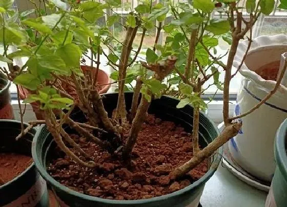 种植土壤|茉莉花适合什么土种植