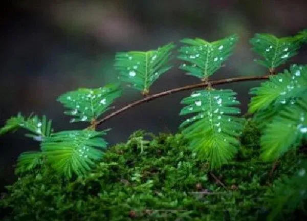 植物浇水|含羞草多久浇一次水