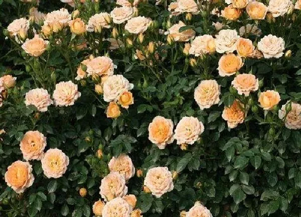 养殖科普|香云月季的优缺点