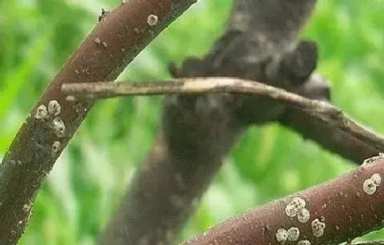 植物虫害|花椒介壳虫用什么药管用