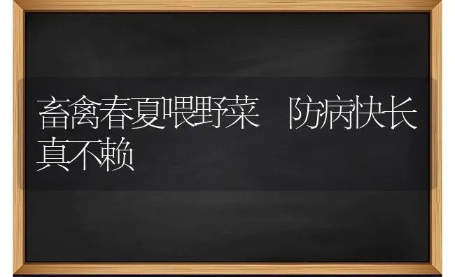 畜禽春夏喂野菜 防病快长真不赖 | 蔬菜种植