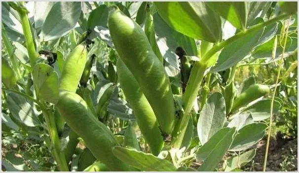 蚕豆的种植时间及技巧分享 | 种植资料