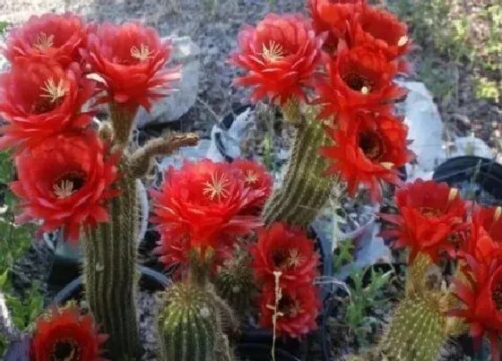 花期|毛花柱一年开几次花