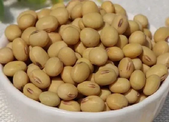 种植管理|黄豆什么时候收割