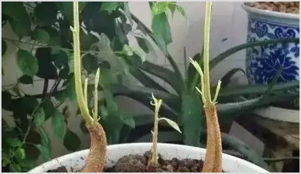 榴莲盆栽能结果吗 | 自然知识