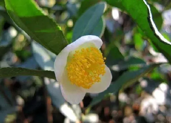 植物百科|龙井茶树开花吗 开花什么样子