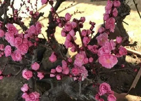 植物百科|岁寒三友是什么植物的名称 关于岁寒三友的古诗大全