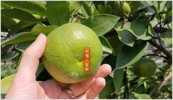 柑桔新品种阳光1号简介 | 种植资料
