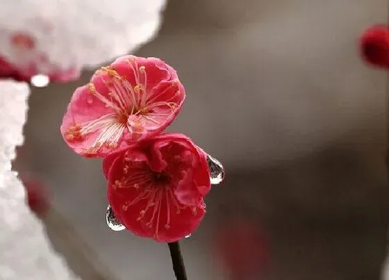 习性特点|梅花的样子和特点描写