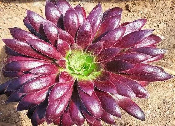 种植土壤|法师配土方法与种植土壤