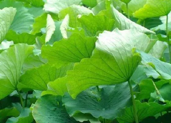 植物产地|荷叶哪里产的最好