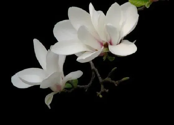 植物百科|兰花开花吗 开花长什么样（图片）