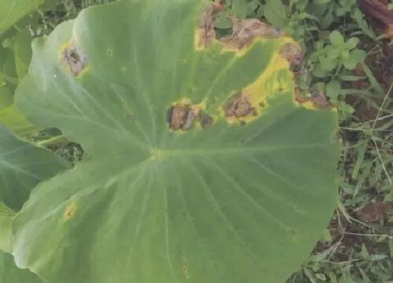 植物虫害|芋头病虫害防治技术与方法措施