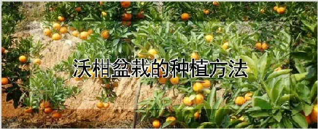 沃柑盆栽的种植方法 | 自然知识