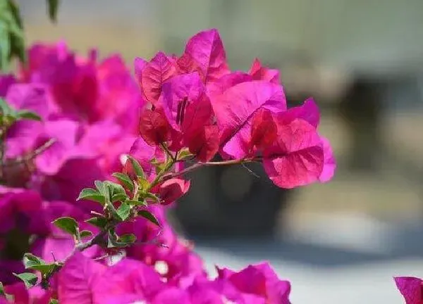 植物浇水|磷酸二氢钾可以浇花吗