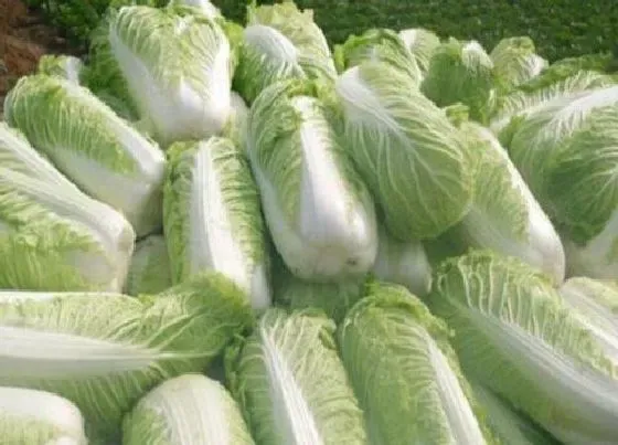 植物产地|白菜原产地在哪里