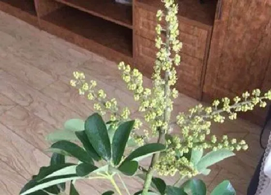 植物百科|鸭爪木开花吗 开花长的什么样子