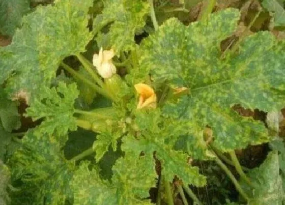 植物病害|黄瓜花叶病症状及防治方法