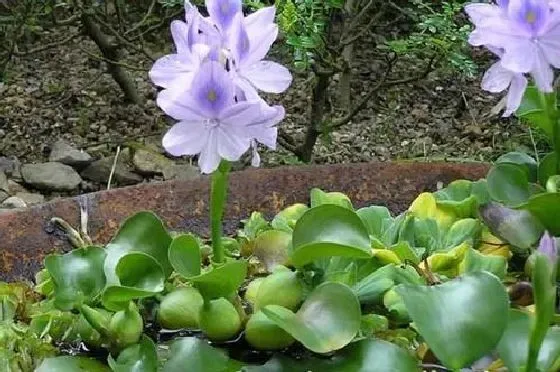 冬天植物|水葫芦冬天会冻死吗 冬季温度低会不会冻死