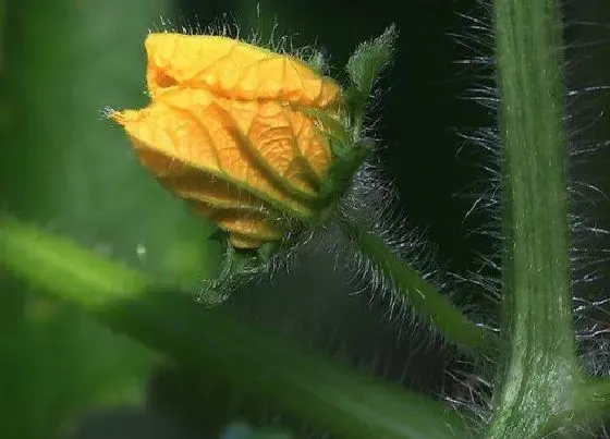 颜色花|冬瓜的花是什么颜色