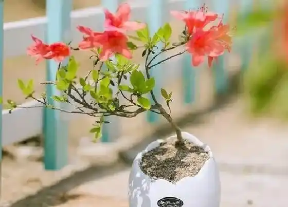 冬天植物|映山红耐寒吗（盆栽映山红怎么养能过冬）