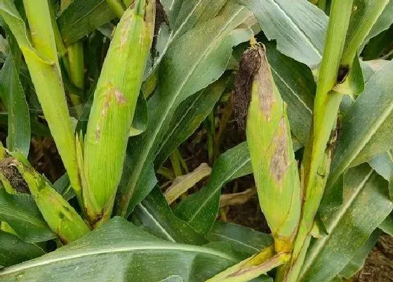 种子|金博士818玉米种介绍（金博士种子特征特性审定简介）