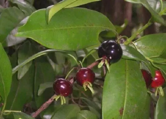 种植管理|巴西樱桃几年结果实