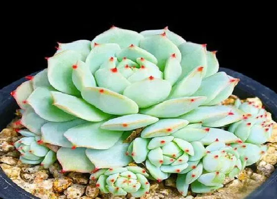 室内摆放|多肉植物能在室内养吗