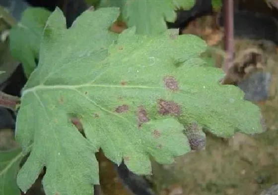 植物病害|菊花病毒病症状与防治方法