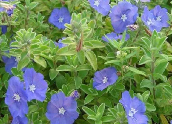 种植管理|花卉摘心打顶时间与方法
