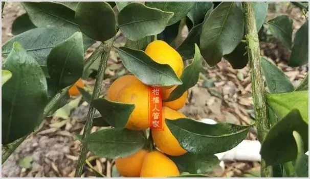 脆蜜金柑几年结果,什么时候成熟 | 种植技术