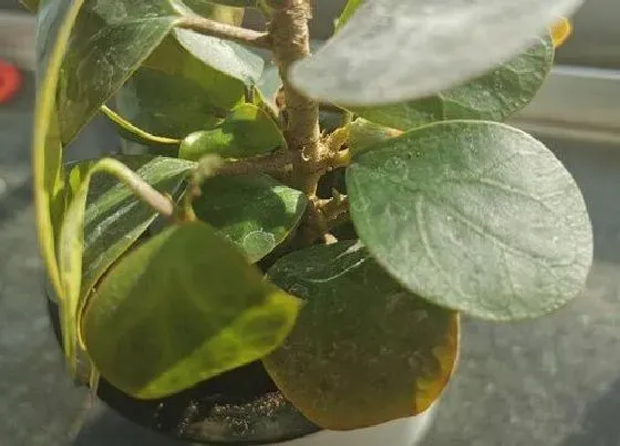 植物百科|菩提树生长在什么地方